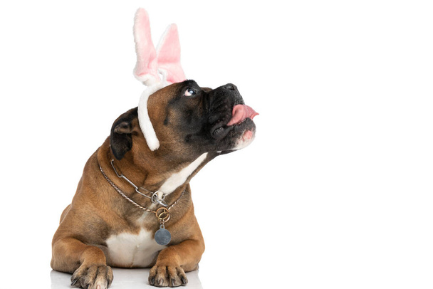 adorable boxer dog with pink bunny ears looking up side and panting while laying down isolated on white background in studio - Photo, Image