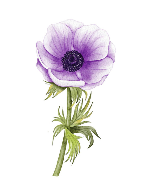 Painted Watercolor Anemone Flower. Purple wedding anemone illustration - Photo, Image
