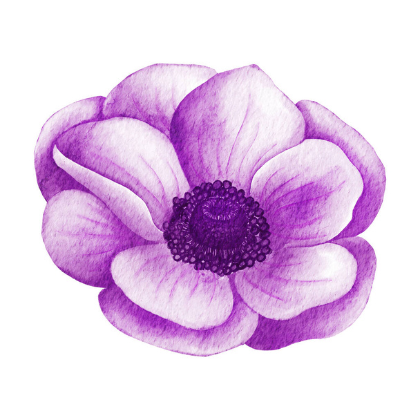 Painted Watercolor Anemone Flower. Pink wedding anemone illustration - Фото, изображение