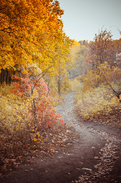 bosque de otoño. - Foto, imagen