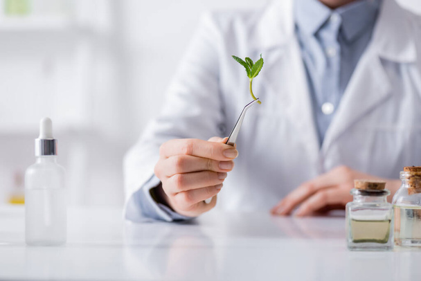 обрезанный вид ученого, держащего пинцет с мятными листьями возле бутылок и сыворотки в лаборатории - Фото, изображение