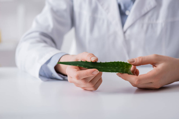 cropped view of laboratory assistant holding organic aloe leaf in lab - Photo, Image