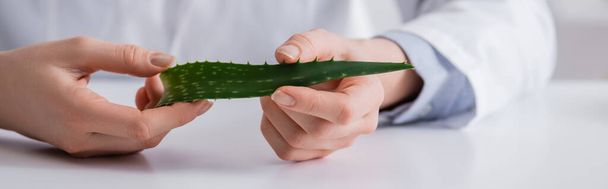 cropped view of laboratory assistant holding organic aloe leaf in lab, banner - Fotoğraf, Görsel