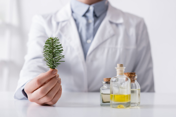 cropped view of laboratory assistant holding fir branch near bottles with extract - Photo, Image