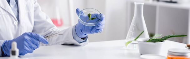 vue recadrée de l'assistant de laboratoire en gants de latex tenant la plaque d'essai avec des feuilles de menthe, bannière - Photo, image