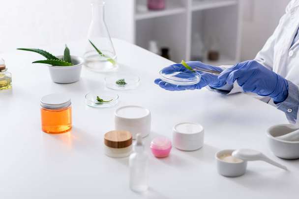 cropped view of laboratory assistant in latex gloves holding tweezers and test plate near fresh plants and containers - Photo, Image