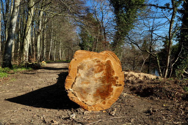 Segato tronco d'albero fine dettaglio su un sentiero di campagna in inverno - Foto, immagini