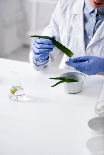 cropped view of laboratory assistant in latex gloves holding aloe leaf - Foto, Imagen