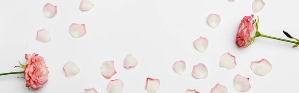 κορυφαία άποψη της ανθίζοντας τριαντάφυλλα κοντά σε πέταλα σε λευκό, πανό - Φωτογραφία, εικόνα