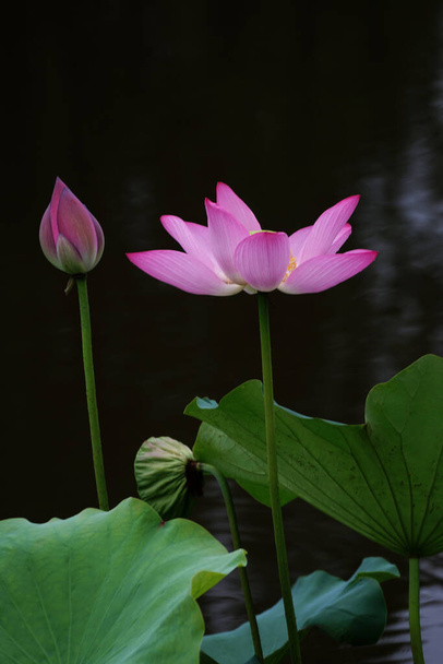 pink lotus flower in the garden - Foto, Imagem