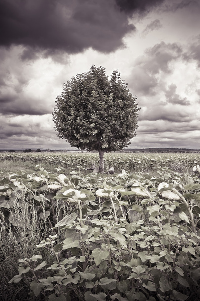 Isolated plane tree in a sunflowers field before a rainstorm - Photo, Image