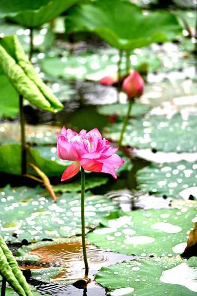 beautiful lotus flower in pond - 写真・画像