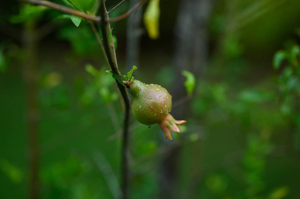 Η φωτογραφία δείχνει ένα ρόδι. Νεαρά τροπικά πράσινα φρούτα. Το ρόδι κρέμεται σε ένα δέντρο και είναι μόλις ενός μηνός. Η ροδιά φυτρώνει σε τροπικό δάσος. - Φωτογραφία, εικόνα
