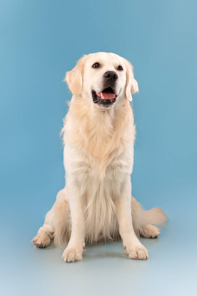 Portret uroczego zdrowego psa pozującego na niebieskiej ścianie studia - Zdjęcie, obraz