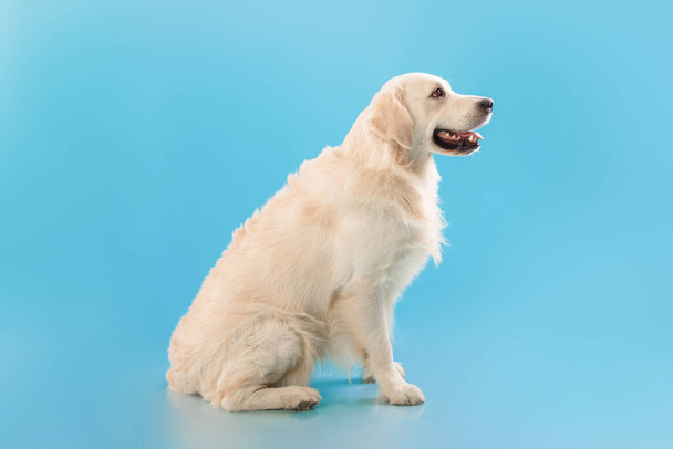Портрет милої здорової собаки позує на синій стіні студії
 - Фото, зображення