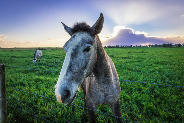 beautiful horse in the field - Фото, изображение
