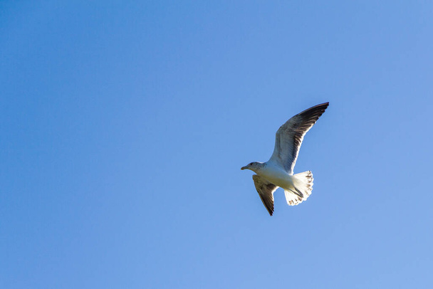 seagull flying in the sky - Fotó, kép