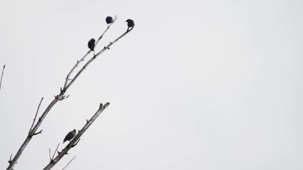 Starlings sobre rama seca del árbol y cielo blanco - Metraje, vídeo