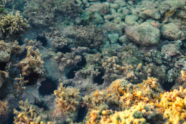 Na zdjęciu dno morskie w rafie koralowej, gdzie można zobaczyć wiele jeżowców. Ocean Atlantycki wykazał bioróżnorodność w czasie odpływu. Życie morskie znajduje się w ich naturalnym środowisku. - Zdjęcie, obraz