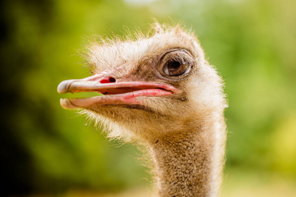 ostrich head close up portrait, outdoor - Foto, Imagem