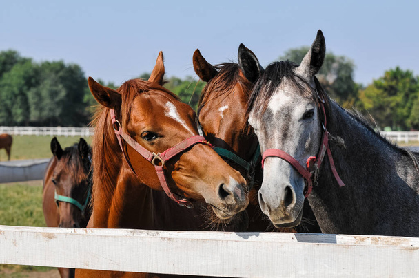 beautiful horses in the paddock - Photo, Image