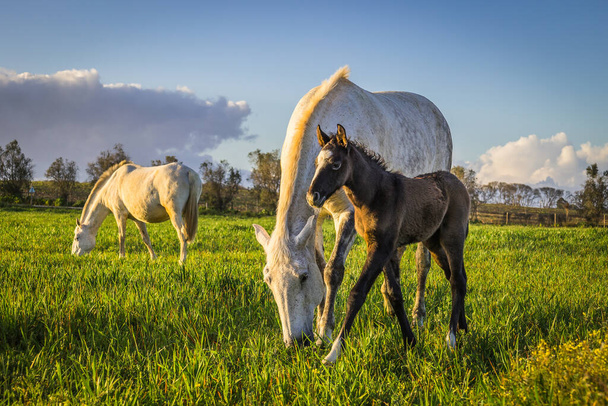 a herd of horses grazing on a green meadow - Fotografie, Obrázek
