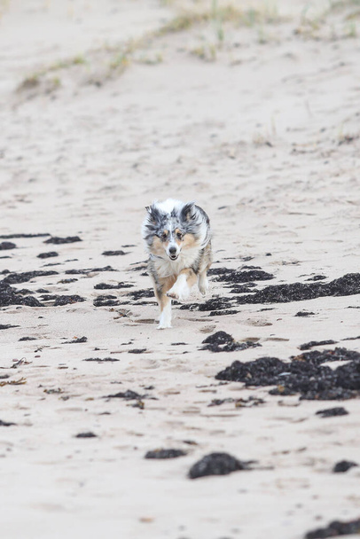 Modrý merle shetland ovčák Sheltie pobíhající v písku u moře. Fotografie pořízené v blízkosti Baltského moře v den zatažení. - Fotografie, Obrázek