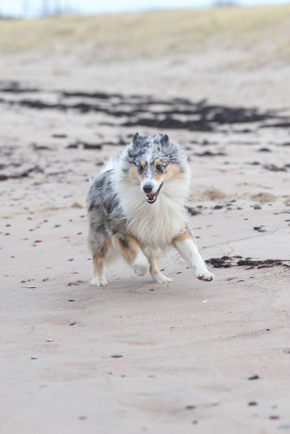 Blue Merle Shetland Sheepdog Sheltie che corre in giro nella sabbia del mare. Foto scattata vicino al mare baltico il giorno coperto. - Foto, immagini