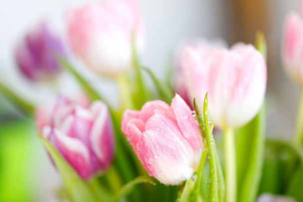 świeżych wiosennych kwiatów tulipanów z kropli wody - Zdjęcie, obraz