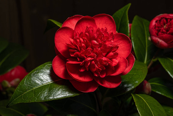 A red Camellia flower , Camellia japonica in bloom during spring. - Photo, Image