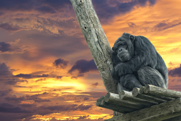 Scimpanzé scimmia scimmia mentre dorme
 - Foto, immagini