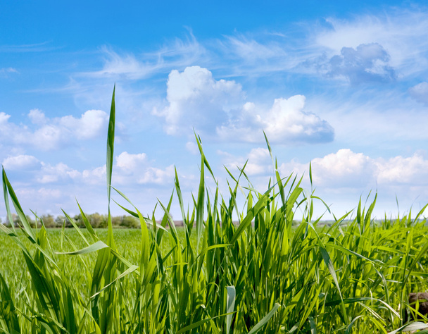 Zielona trawa na łące - Zdjęcie, obraz