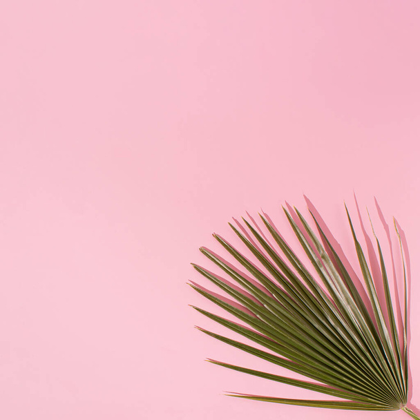 Palm leaf with sunlight shadow on pastel pink background. Minimal floral or nature idea.Summer concept. - Foto, Imagen