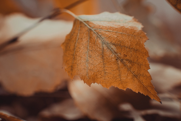 Abstract autumn background - Valokuva, kuva