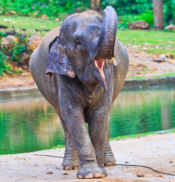 Asia elephant - Фото, зображення