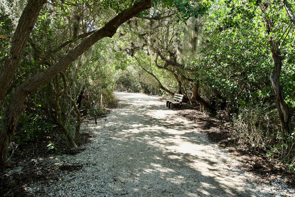 Trail through De Soto National Memorial. Crushed shells and mangrove swamp. Park commemorates Hernando de Soto's landing and the first extensive European exploration of southern United States. - Photo, Image