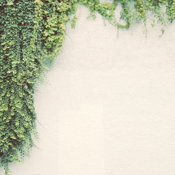 Ivy plant on white wall - Photo, Image