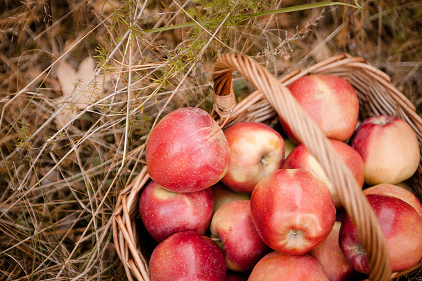 червоні яблука в кошику
 - Фото, зображення