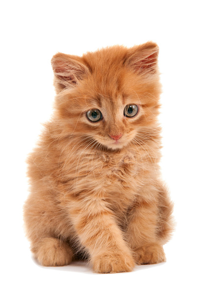 Üzgün Kızıl saçlı yavru kedi - Fotoğraf, Görsel