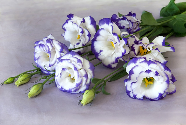 пурпурні квіти
 - Фото, зображення