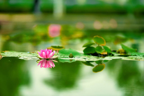 beautiful lotus flower in the garden - Foto, Imagen