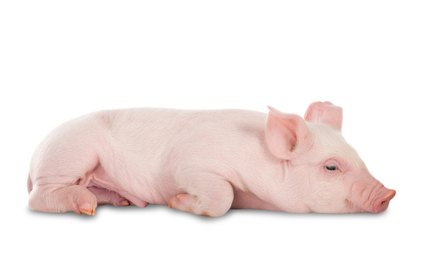 Розовая свинья. Изолированный на белом фоне
 - Фото, изображение
