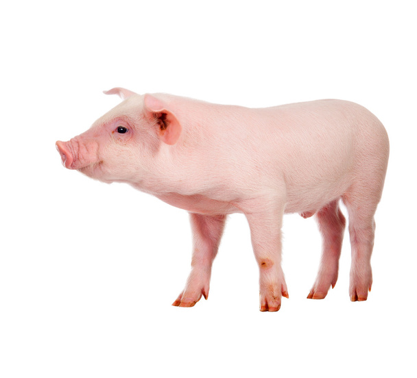 Cerdo rosa. Aislado sobre fondo blanco
 - Foto, imagen