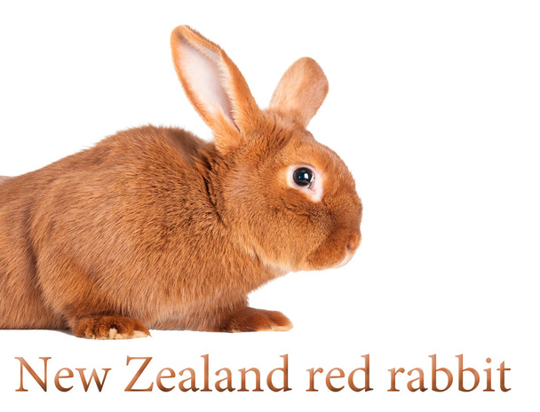 Conejo de raza pura. Aislado sobre fondo blanco
 - Foto, imagen