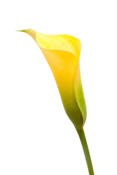 yellow calla - 写真・画像