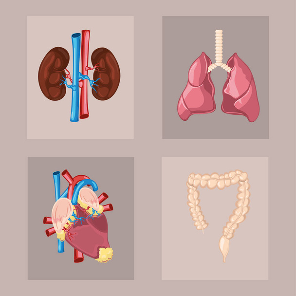 Conjunto de órganos del cuerpo humano
 - Vector, imagen