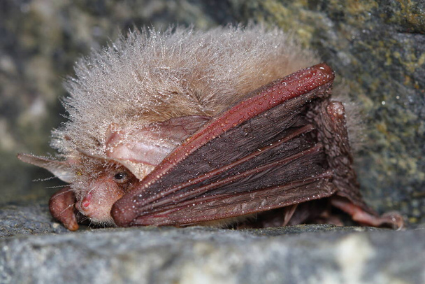 Daubenton's bat or Daubenton's myotis (Myotis daubentonii) wintering in the cave with a small drop of water in fur - Photo, Image