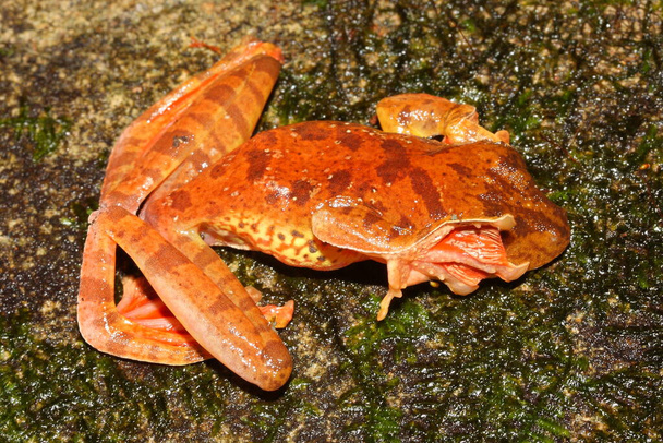 Harlequin tree frog (Rhacophorus pardalis) during defensive behavior - covered eyes - Photo, Image