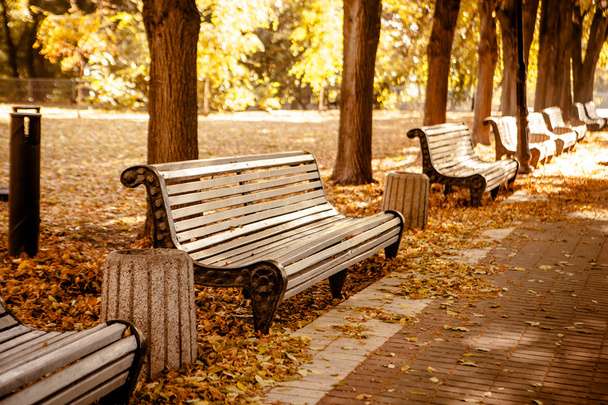 Benches in autumn park - Photo, Image