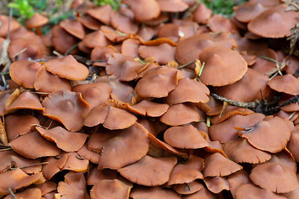 De nombreux champignons poussant dans un environnement naturel, gros plan photo - Photo, image